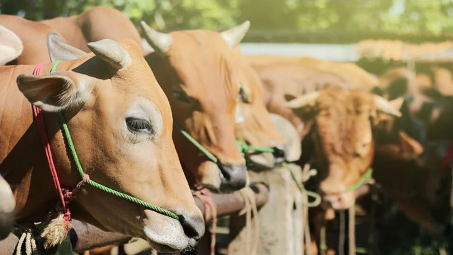 Qurban Idul Adha